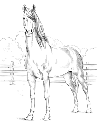 Morgan Horse Coloring Page